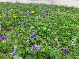 Common Blue Violet and Dandelions