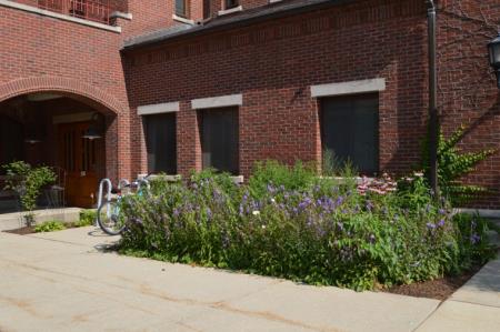 Rain Garden by Brick Building