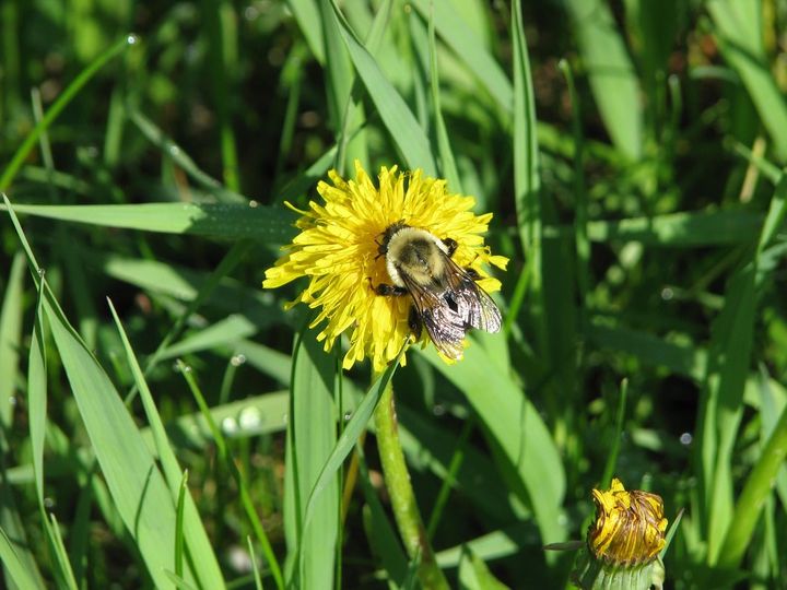 Bee on Dandelion